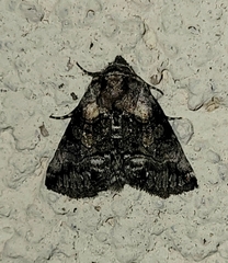 Abrostola microvalis