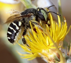 Anthidium diadema