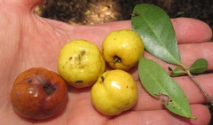Elaeodendron zeyheri