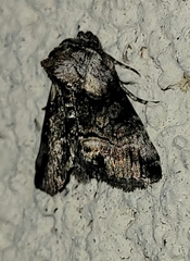 Abrostola microvalis