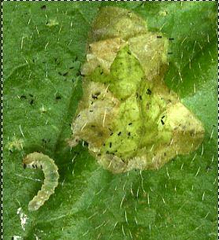 Metallus lanceolatus