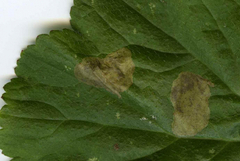 Metallus lanceolatus