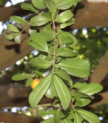 Elaeodendron zeyheri