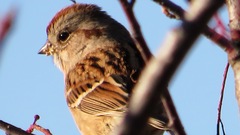 Spizelloides arborea