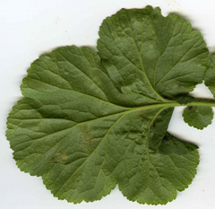 Metallus lanceolatus