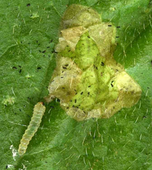 Metallus lanceolatus