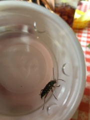 Placosternus difficilis