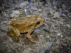 Incilius valliceps