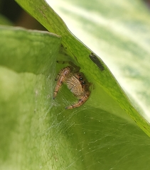 Paraphidippus