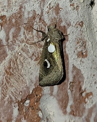 Plagiomimicus olvello