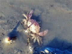 Rhithropanopeus harrisii