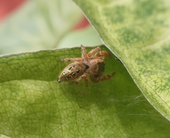 Paraphidippus