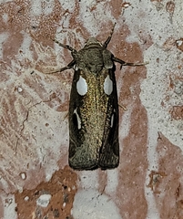 Plagiomimicus olvello