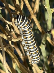 Papilio polyxenes rudkini
