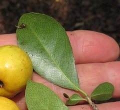 Elaeodendron zeyheri