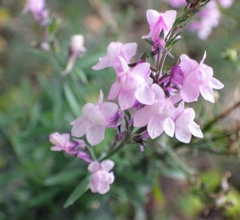 Linaria purpurea