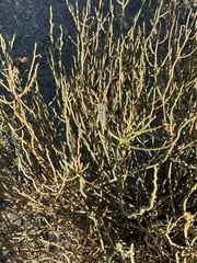 Papilio polyxenes rudkini