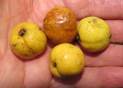Elaeodendron zeyheri