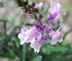 Linaria purpurea