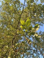 Fraxinus latifolia
