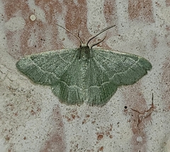 Chlorochlamys phyllinaria