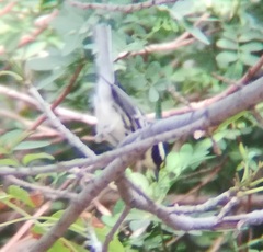 Setophaga nigrescens