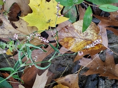 Polygonella articulata