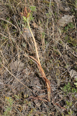 Anacamptis pyramidalis