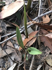 Cryptostylis