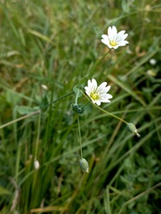 Cerastium davuricum