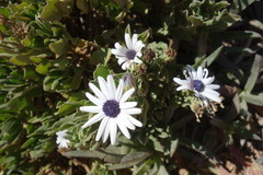 Dimorphotheca ecklonis