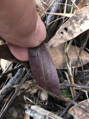 Cryptostylis