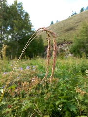 Elymus sibiricus
