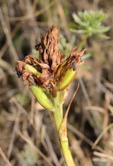 Anacamptis pyramidalis
