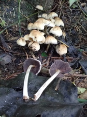 Coprinellus micaceus