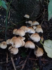 Coprinellus micaceus
