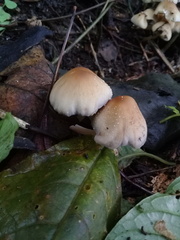 Coprinellus micaceus