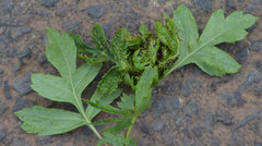 Dasineura crataegi
