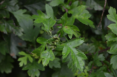 Dasineura crataegi