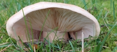 Russula foetens