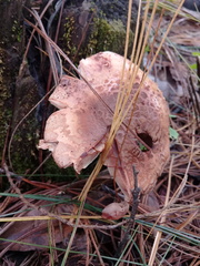 Amanita brunneolocularis image