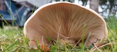 Russula foetens