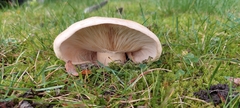 Russula foetens