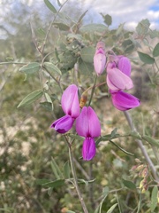 Lathyrus vestitus alefeldii