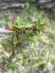Berberis morrisonensis