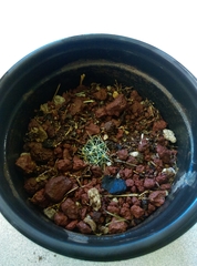 Mammillaria longimamma