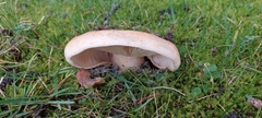 Russula foetens