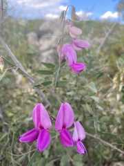 Lathyrus vestitus alefeldii