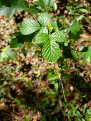 Rubus argutus