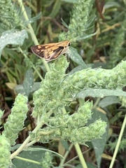 Hylephila phyleus